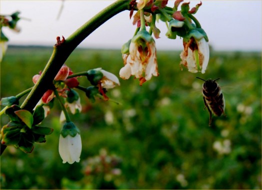 Abeilles solitaires - maison des abeilles solitaires (4)