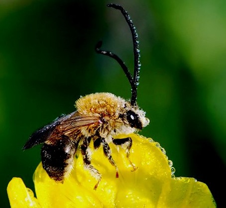 Abeilles ennuyeuses - les abeilles charpentières piquent-elles