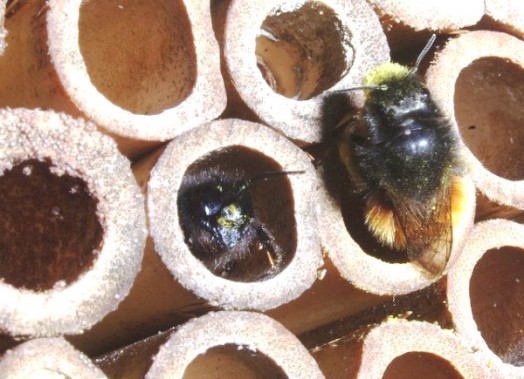 Bee house - hôtels à abeilles (15)