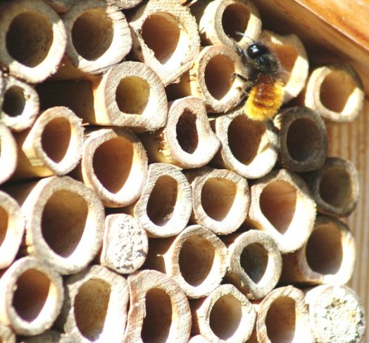 Maison des abeilles - hôtels des abeilles (14)