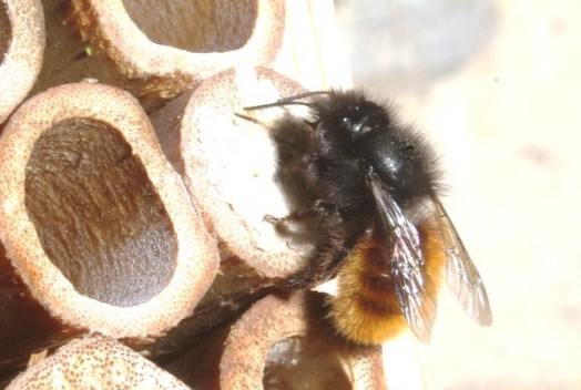 Bee house - bee hotels (13)