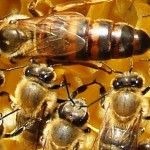 Honey bee queens