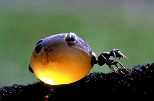 Honey insects - honey ants (3)
