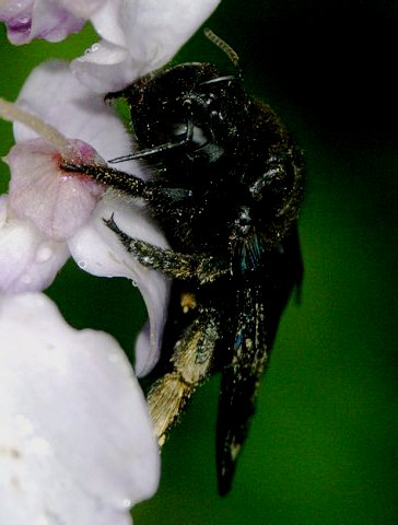 Abeilles ennuyeuses - les abeilles charpentières piquent-elles (3)