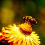Bee makes honey