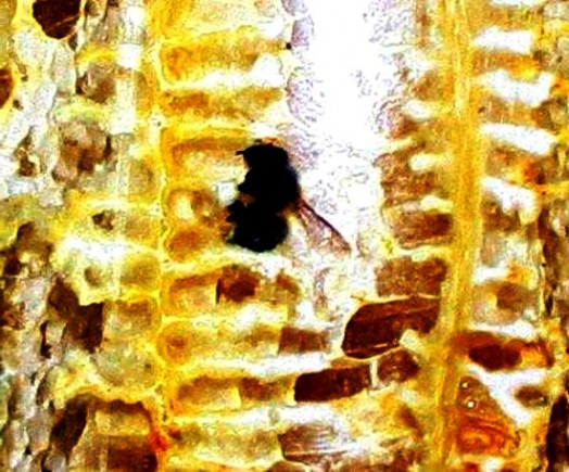 Bee makes honey (2)