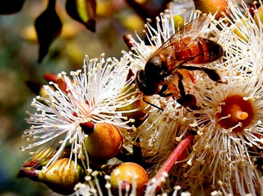 Eucalyptus honey - honey for anti age (1)