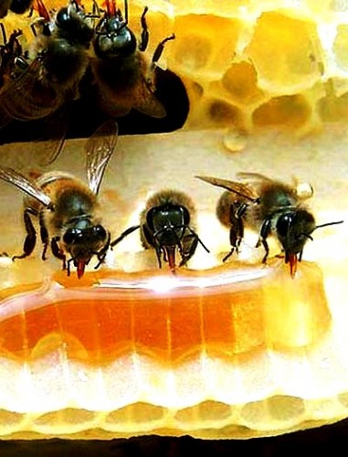Honey health properties - honey and health effects (2)
