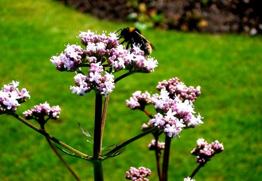 Bumble bees pictures (4)