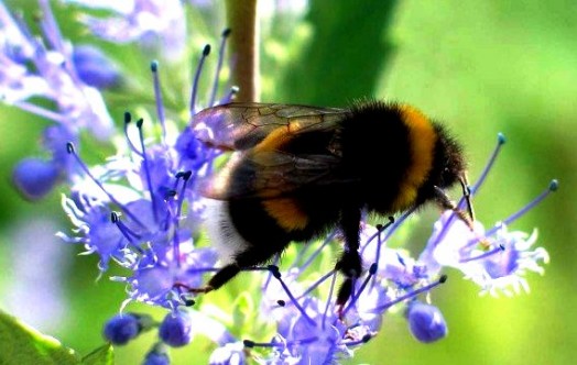 Bumble bees pictures (5)