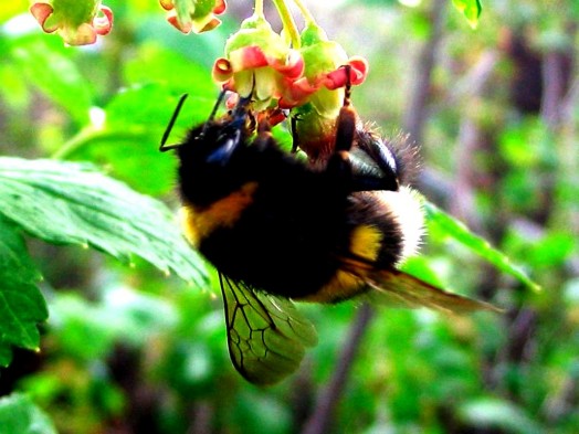 Bumble bees pictures (13)