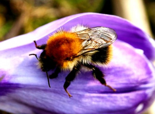 Bumble bees pictures (15)