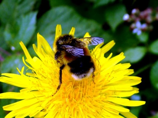 Bumble bees pictures (18)