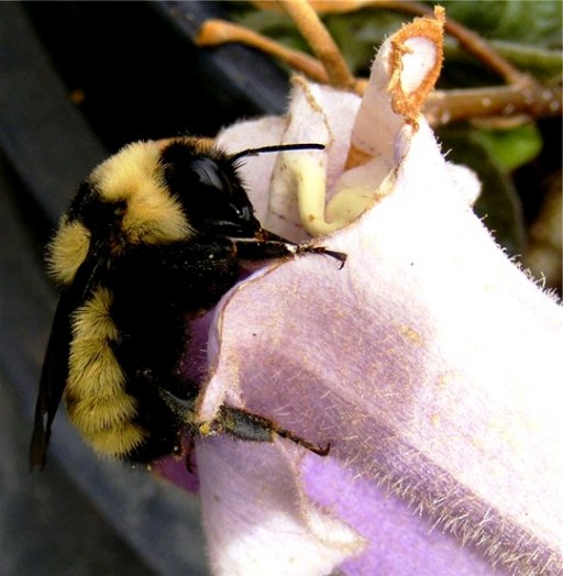 Bumble bees pictures (21)