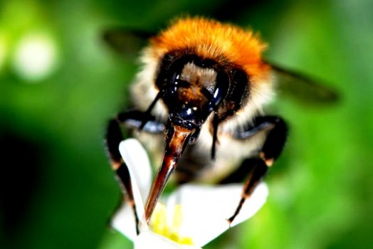 Bumble bees pictures (22)