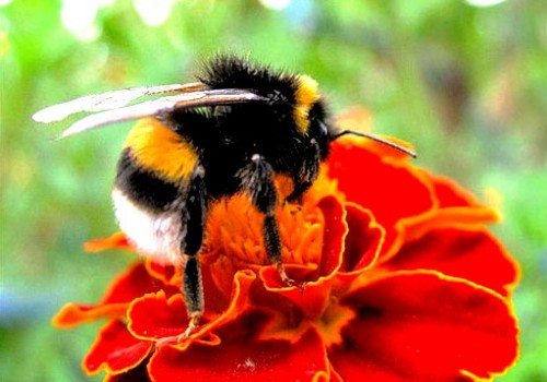Bumble bees pictures (23)
