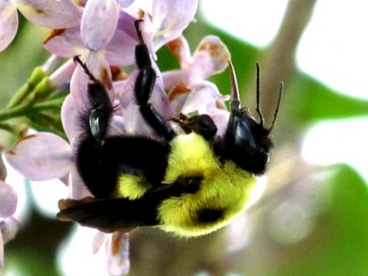 Bumble bees pictures (25)