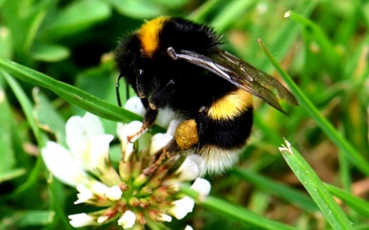 Bumble bees pictures (26)