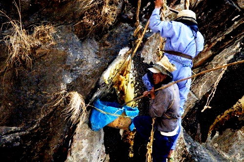 Extraction du miel - Photos de la montagne de l'Himalaya (20)