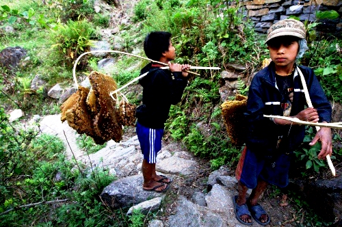 Extraction du miel - Photos de la montagne de l'Himalaya (24)
