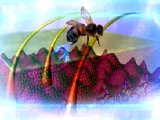 Bee sting cream - treating bee stings (1)