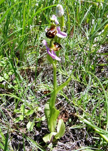 Uknown Ophrys Orchis tuber 1 year old