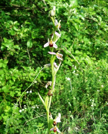 Bee orchid (2)