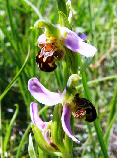 Flasking Bee Orchid 2019 300+ Seeds Exotic Plant - Ophrys Cephalonica
