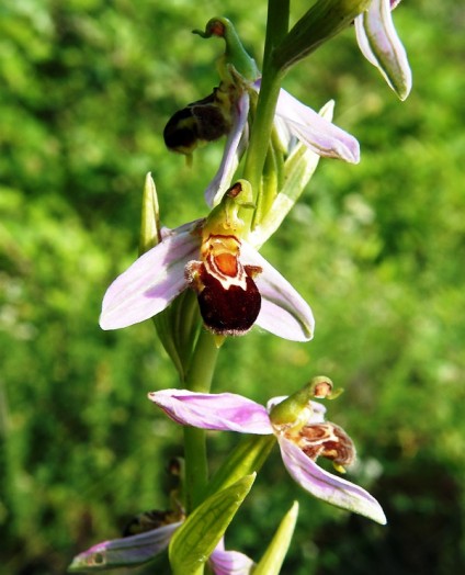 Bee orchid (4)