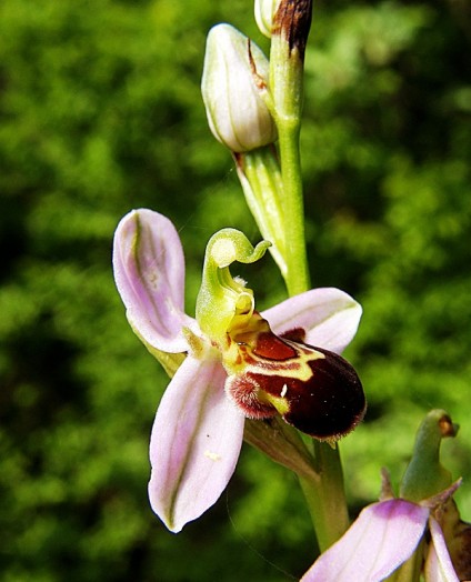 Bee orchid (7)