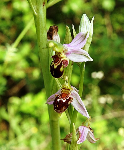 Bee orchid (8)