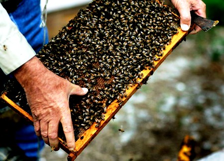 Problèmes d'abeilles (1)