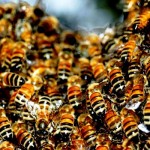 Bee problems