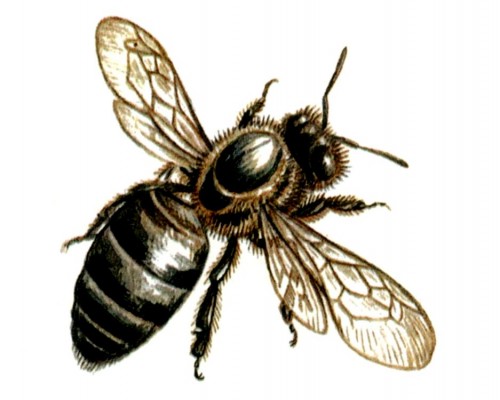 bumble bee stinger