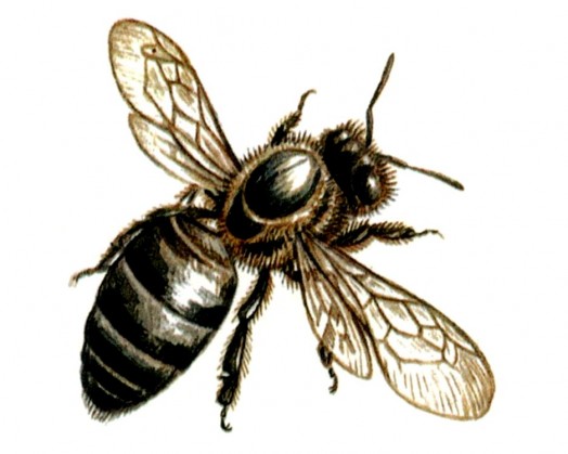 Abeille - remèdes contre les piqûres d'abeilles (1)