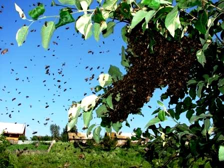 Bee swarms (5)