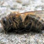 Bees dying