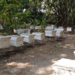Bees in Thailand