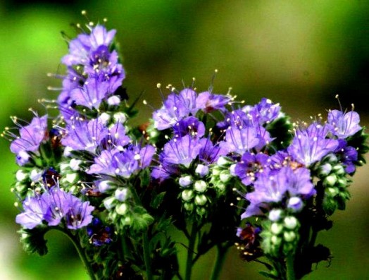 Plants for bees - honey plants (1)