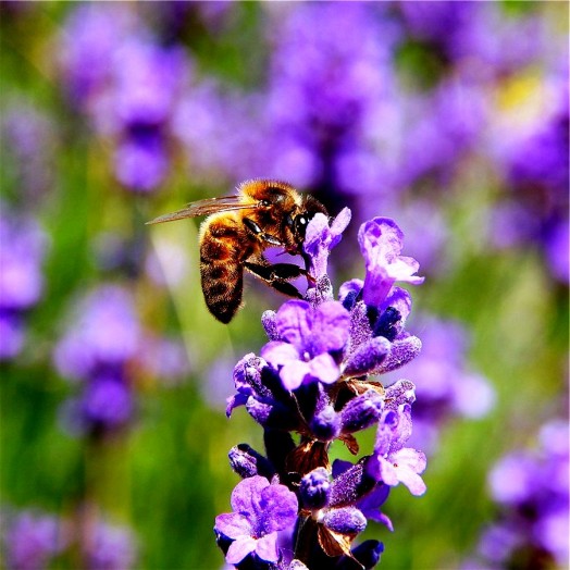 Plantes pour abeilles - plantes à miel (2)