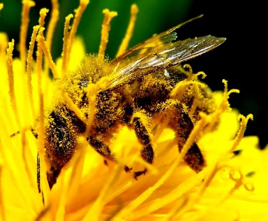 Plantes pour abeilles - plantes à miel (3)