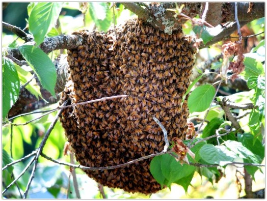 Qu'est-ce que l'abeille en Afrique du Sud (3)