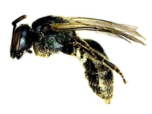 Sweat bees (1)