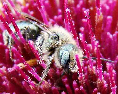 Système digestif de l'abeille (2)