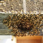 Live bees