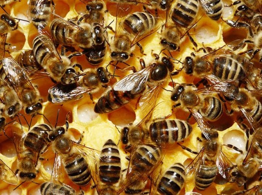 Species of bees (1)