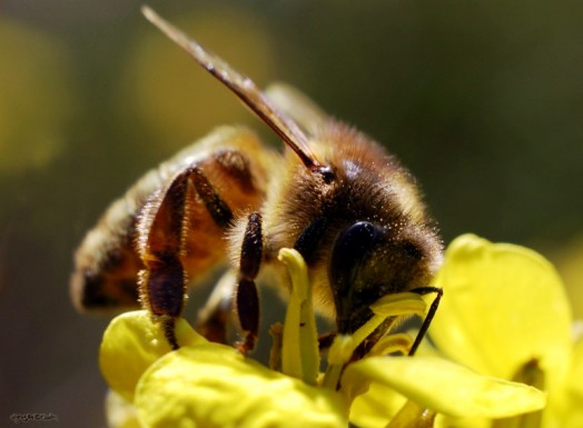 Species of bees (2)