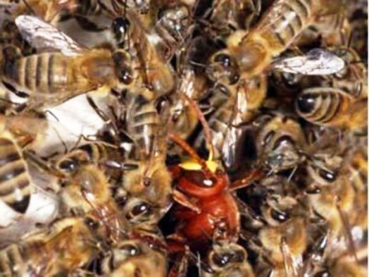 Species of bees (3)