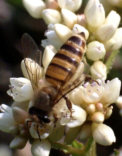 Yellow bees (11)