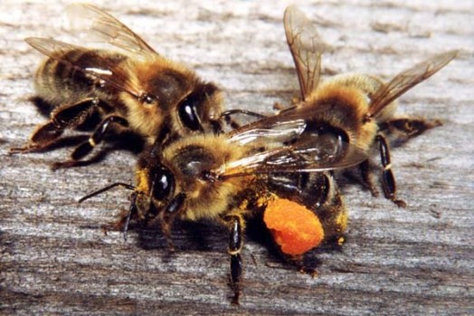 Yellow bees (2)